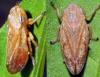 Philaenus spumarius